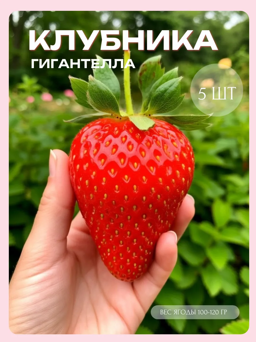 Саженцы Клубники Рассада