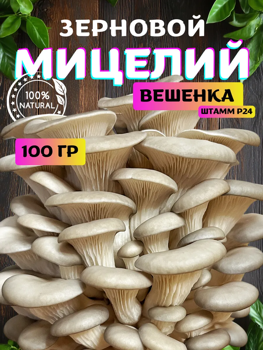 Мицелий вешенки грибов для выращивания зерновой грибница Р24