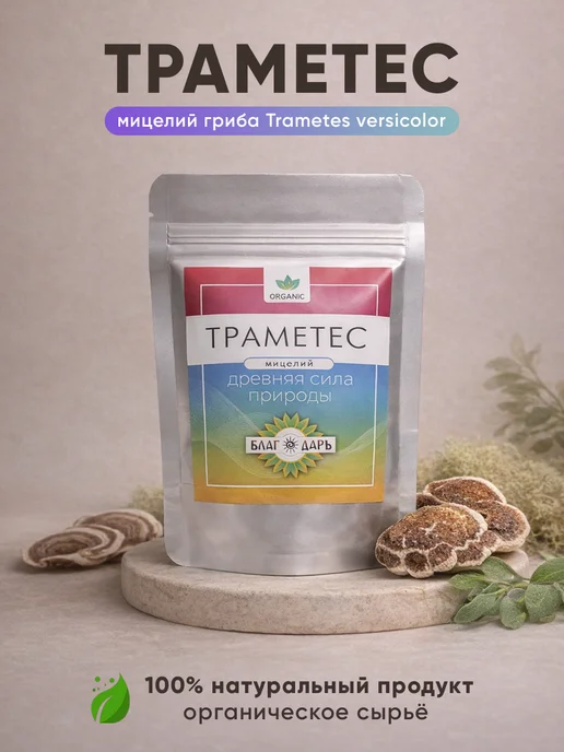 Траметес мицелий, вариант