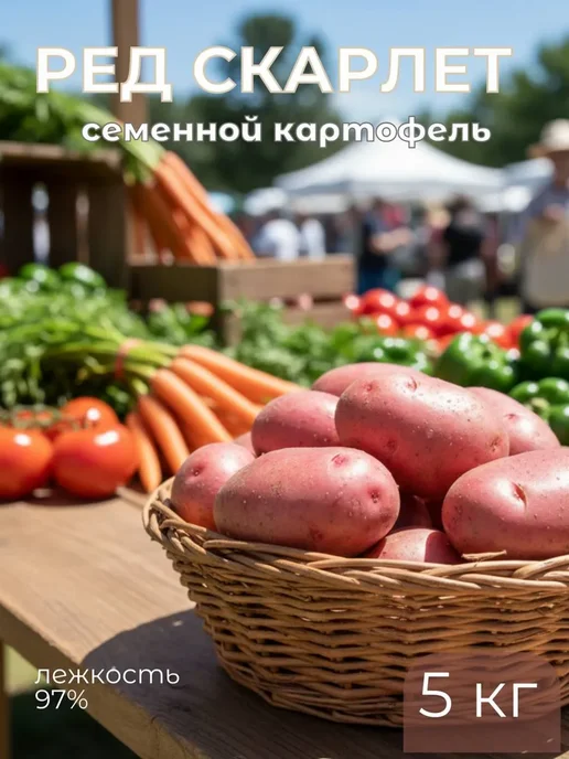 Семенной картофель на посадку Ред Скарлет 5 кг, 5 кг, фото 3