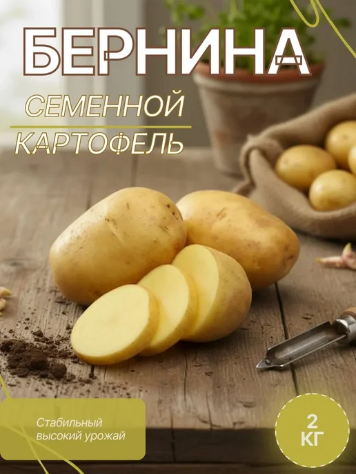 Семенной картофель на посадку Бернина 2 кг, 2 кг, фото 2