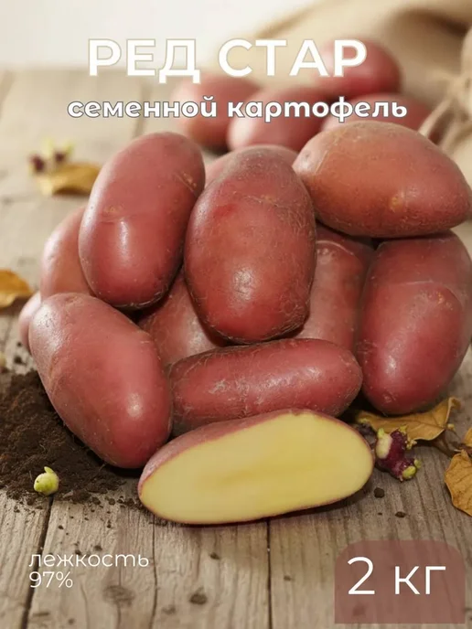 Семенной картофель на посадку Ред Стар 2 кг, 2 кг, фото 2
