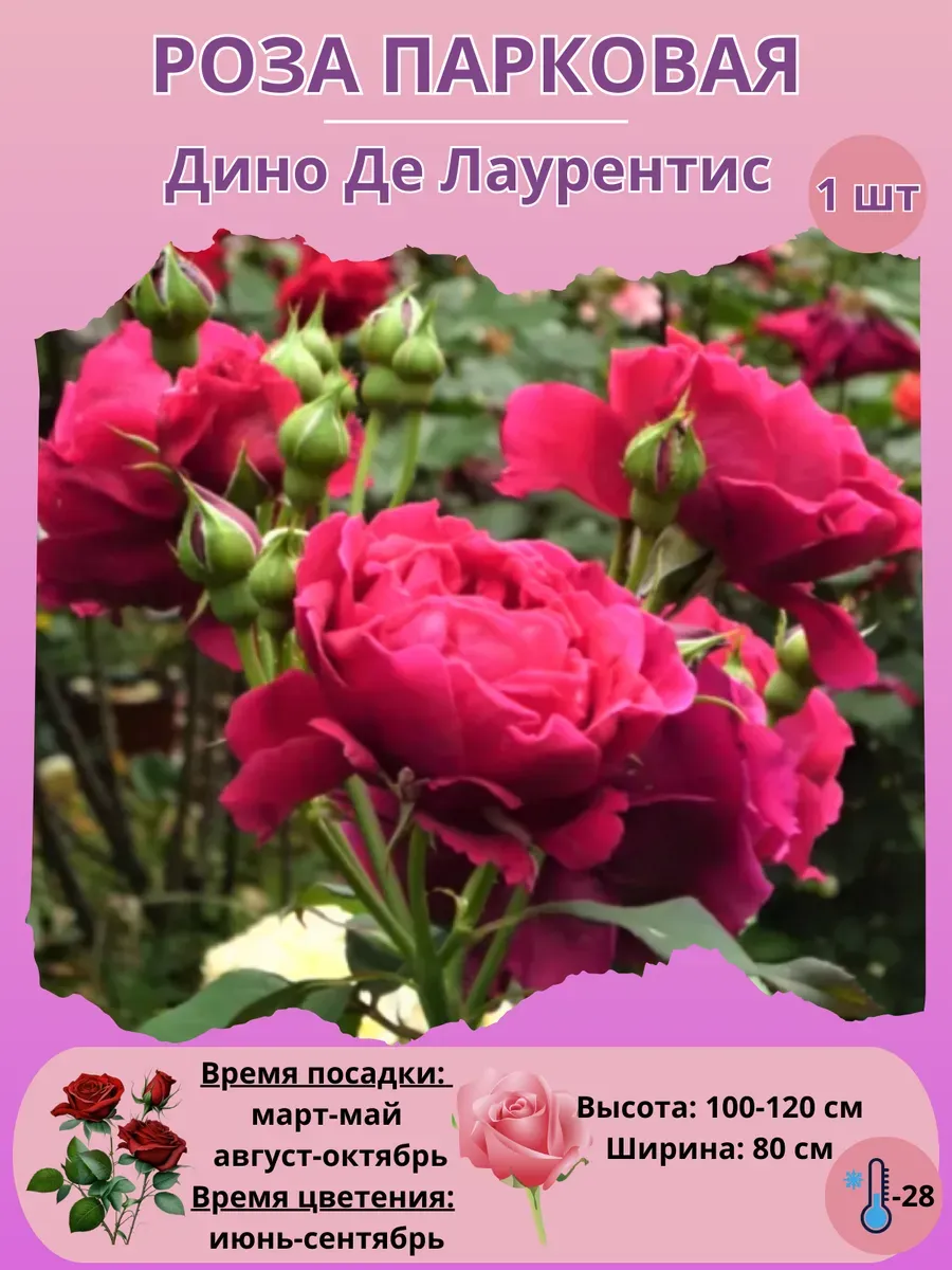 Роза парковая саженец 1 штука