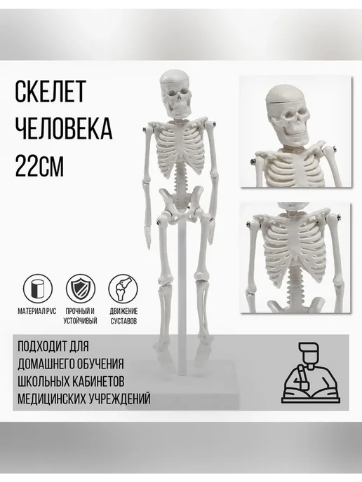 Нет бренда Анатомическая модель скелета для учебы, вариант, фото 7