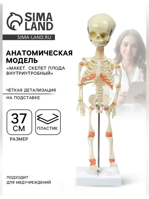 Нет бренда Анатомическая модель скелета для учебы, скелета плода 37 см, фото 5